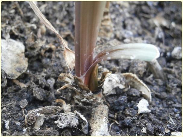 Name:  Zephyranthes sp. - Pembe Zpkt.jpg
Views: 949
Size:  51.4 KB