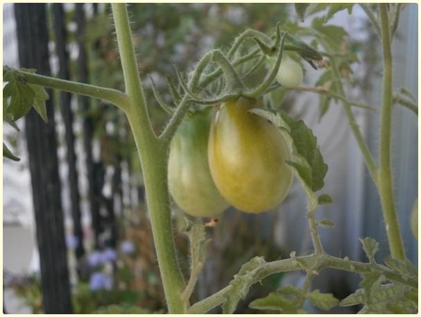 Name:  Yeil Armut Cherry Domates (Green Pear) (Lycopersicon esculentum) - meyve (2).jpg
Views: 452
Size:  34.5 KB