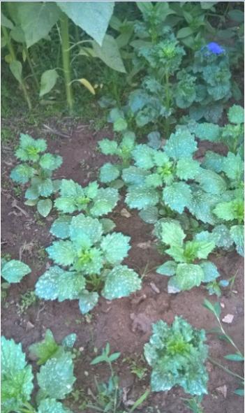 Name:  aster 28.07.2016.jpg
Views: 688
Size:  42.4 KB