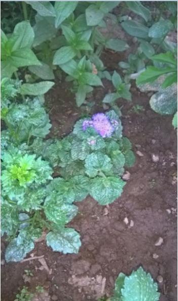 Name:  vapur duman 28.07.2016.jpg
Views: 374
Size:  38.6 KB