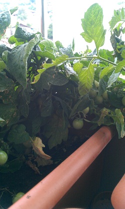 Name:  IMAG0031.jpg
Views: 404
Size:  47.8 KB