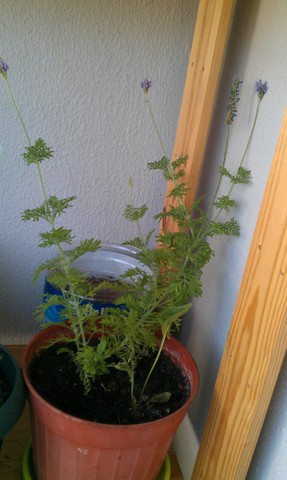 Name:  IMAG0034.jpg
Views: 433
Size:  37.3 KB