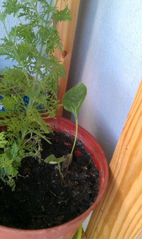 Name:  IMAG0035.jpg
Views: 483
Size:  43.8 KB