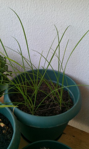 Name:  IMAG0036.jpg
Views: 409
Size:  41.2 KB