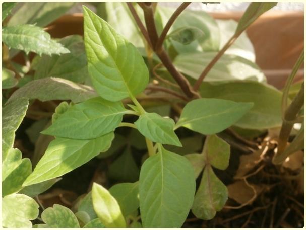 Name:  Horoz bii (Celosia cristata) (2).jpg
Views: 486
Size:  36.4 KB