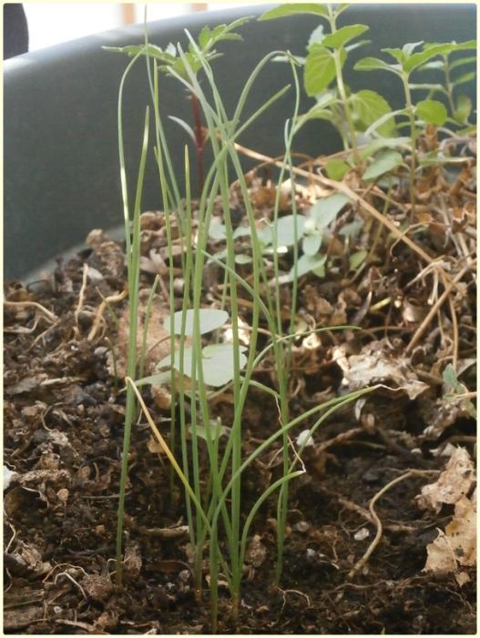 Name:  Sarmsak Otu - Garlic Chives - Allium tuberosum.jpg
Views: 660
Size:  69.2 KB