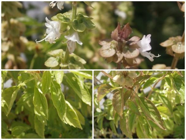 Name:  Reyhan , Fesleen (Ocimum sp.) - iek ve yaprak farklar.jpg
Views: 337
Size:  44.4 KB