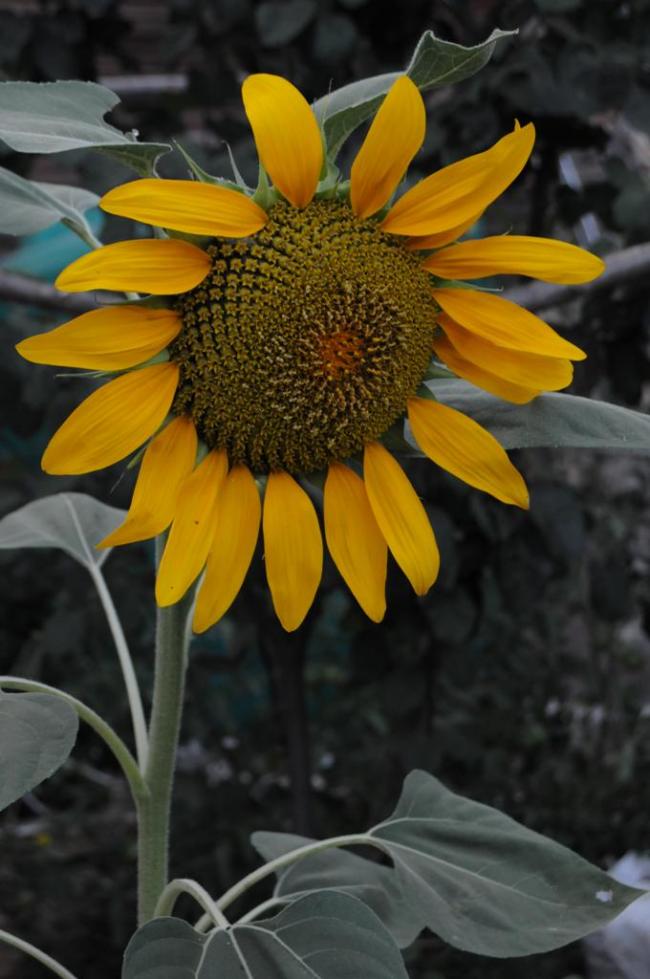Name:  DSC_2922.jpg
Views: 490
Size:  69.6 KB