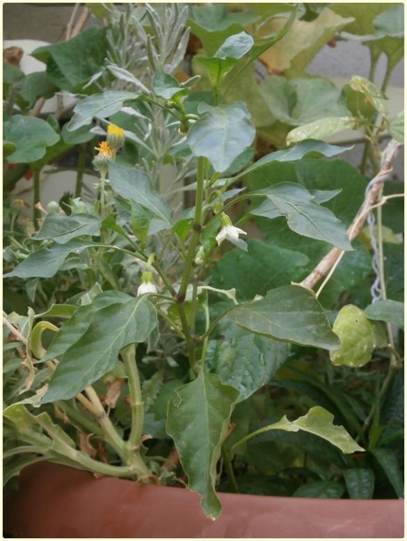 Name:  Demre Biber (Capsicum annuum).jpg
Views: 455
Size:  65.3 KB