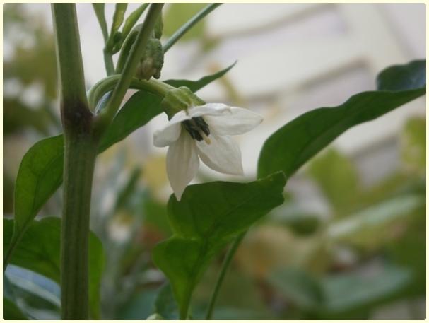 Name:  Demre Biber (Capsicum annuum) - iek.jpg
Views: 508
Size:  26.5 KB