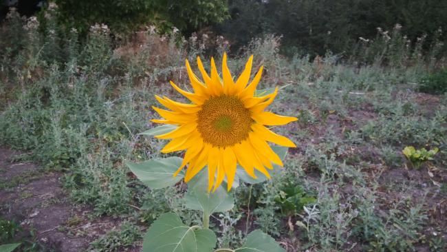 Name:  6 ag.jpg
Views: 324
Size:  51.6 KB