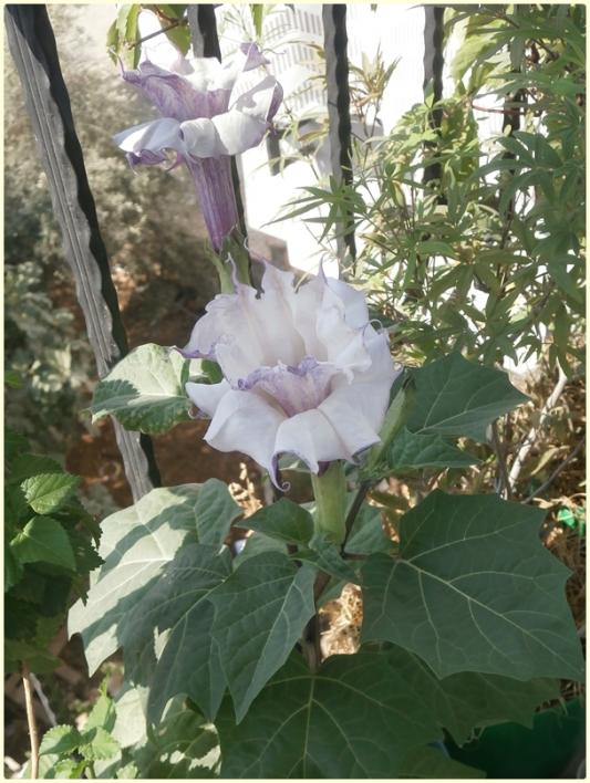 Name:  Datura sp..jpg
Views: 412
Size:  68.7 KB