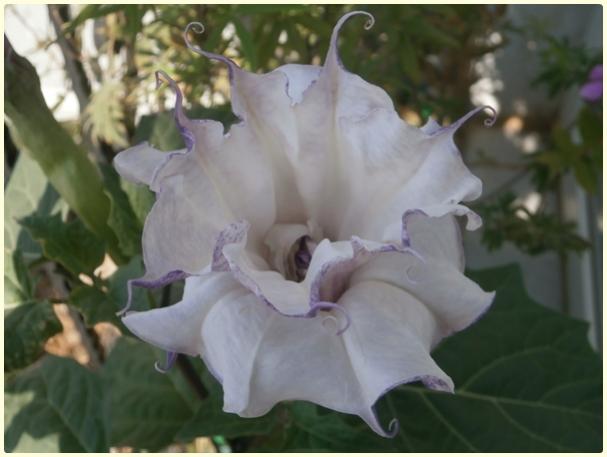 Name:  Datura sp. - iek.jpg
Views: 396
Size:  32.0 KB