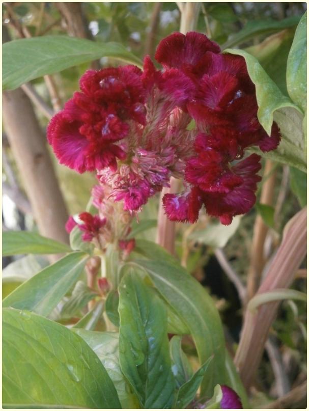 Name:  Horoz bii iei (Celosia sp.) (4).jpg
Views: 447
Size:  60.2 KB