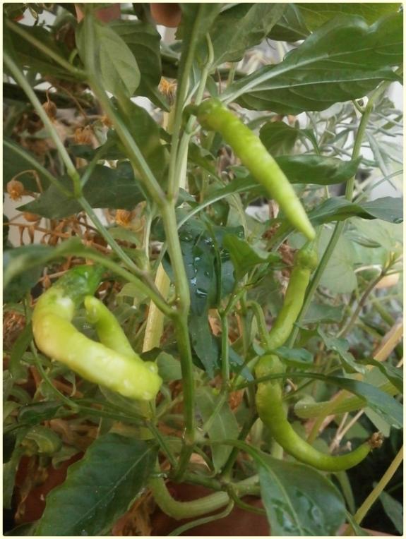 Name:  Demre Biber (Capsicum annuum) - meyve.jpg
Views: 382
Size:  65.8 KB