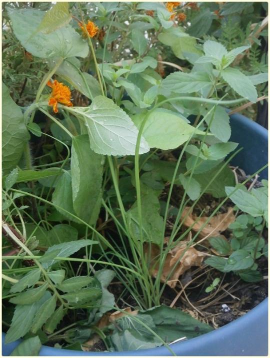 Name:  Sarmsak Otu - Garlic Chives - Allium tuberosum (2).jpg
Views: 677
Size:  68.1 KB