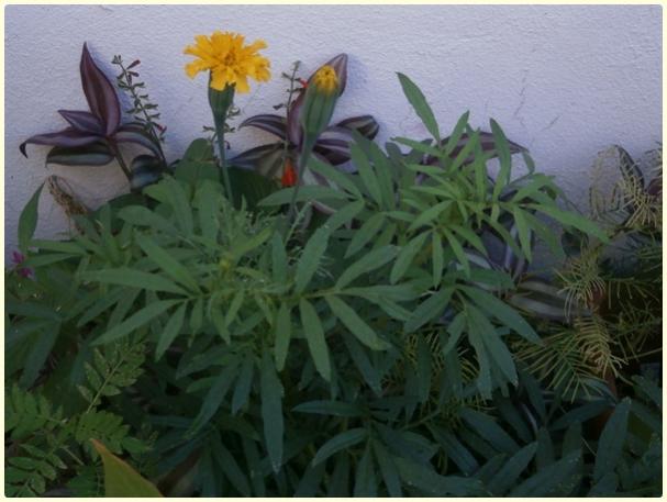 Name:  Boylu Kadife (Tagetes sp.) (celalim01) - iek.jpg
Views: 368
Size:  41.1 KB