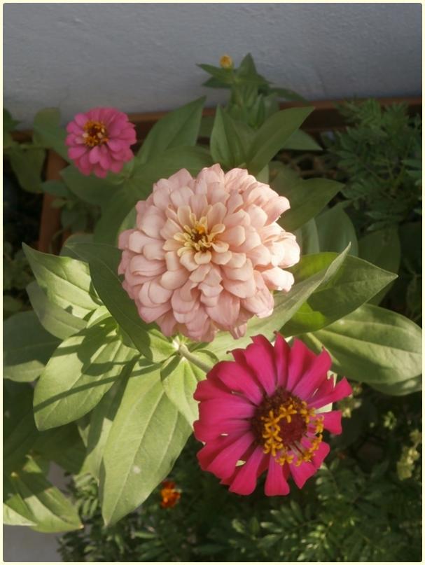 Name:  Zinya (Zinnia elegans) (intibah ve jaffa).jpg
Views: 343
Size:  56.1 KB