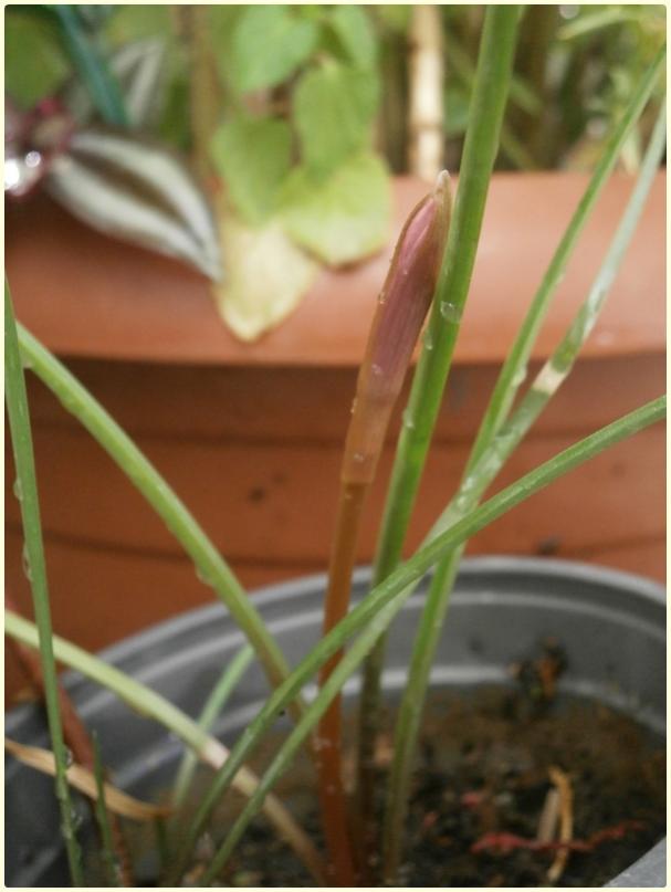 Name:  Pembe Zpkt (Zephyranthes grandiflora) - iek tomurcuu.jpg
Views: 739
Size:  45.8 KB