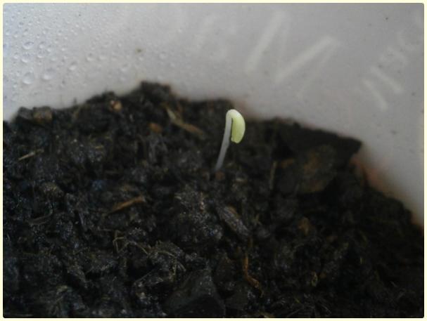 Name:  Marul (Lactuca sativa).jpg
Views: 462
Size:  27.6 KB