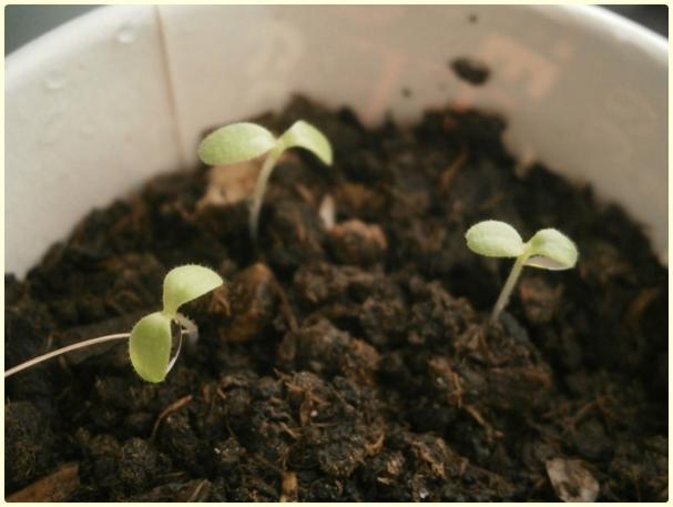 Name:  Marul (Lactuca sativa) (2).jpg
Views: 431
Size:  31.1 KB