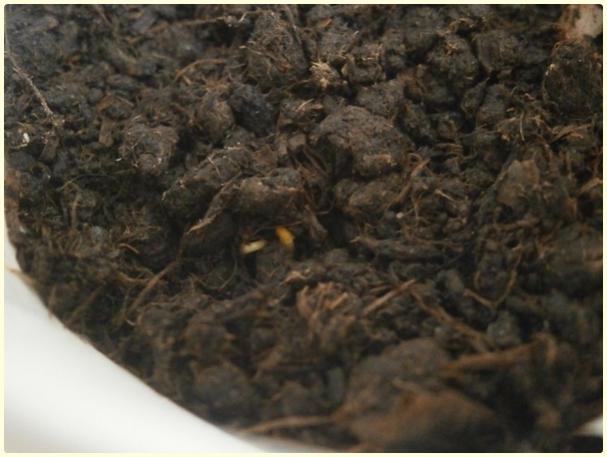 Name:  rekotu (Nigella damascena).jpg
Views: 482
Size:  38.6 KB