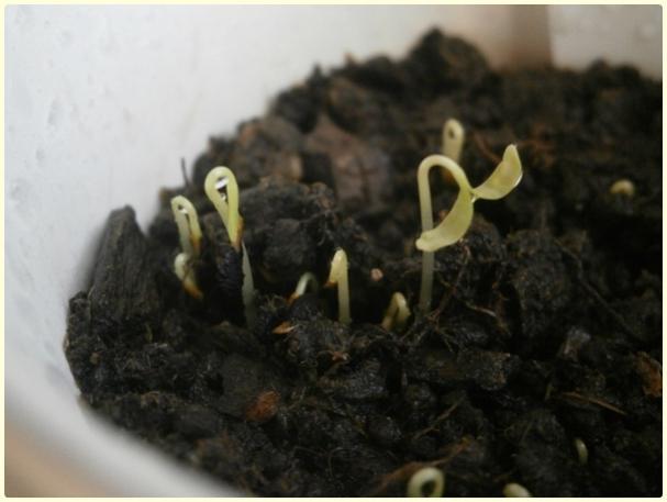 Name:  rekotu (Nigella damascena) (2).jpg
Views: 461
Size:  29.3 KB