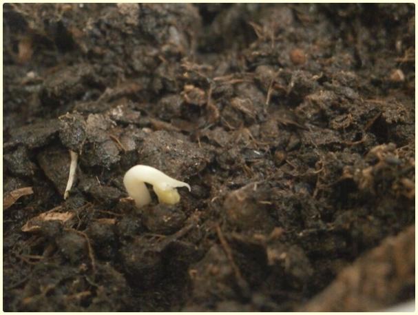 Name:  Benekli Gkova Bezelye (Pisum sativum).jpg
Views: 349
Size:  41.7 KB