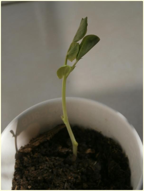 Name:  Benekli Gkova Bezelye (Pisum sativum) (2).jpg
Views: 321
Size:  28.5 KB