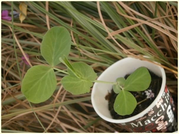 Name:  Benekli Gkova Bezelye (Pisum sativum) (3).jpg
Views: 355
Size:  44.1 KB