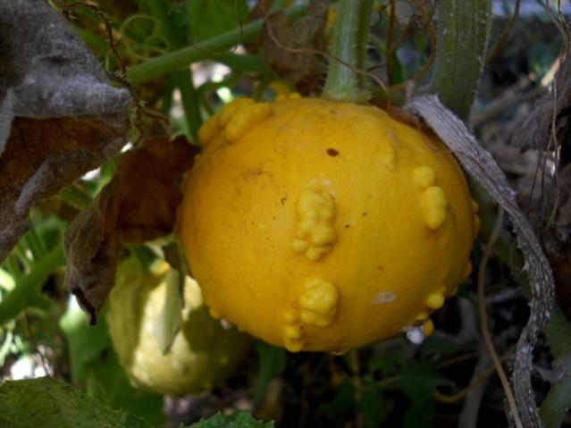 Name:  DSCN9202.jpg
Views: 248
Size:  35.4 KB