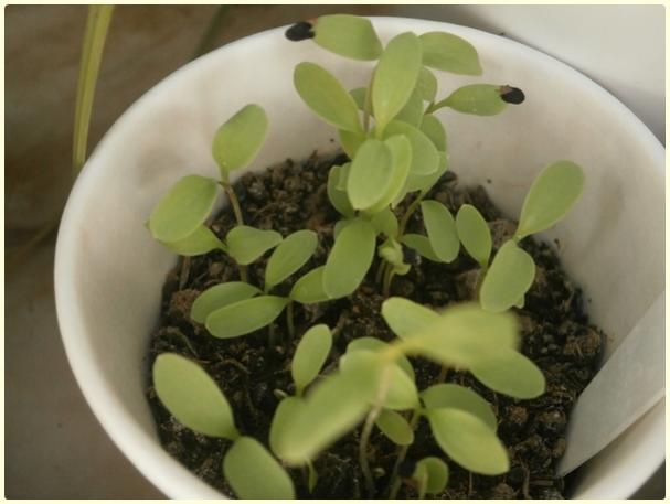 Name:  rekotu (Nigella damascena) (3).jpg
Views: 479
Size:  31.5 KB