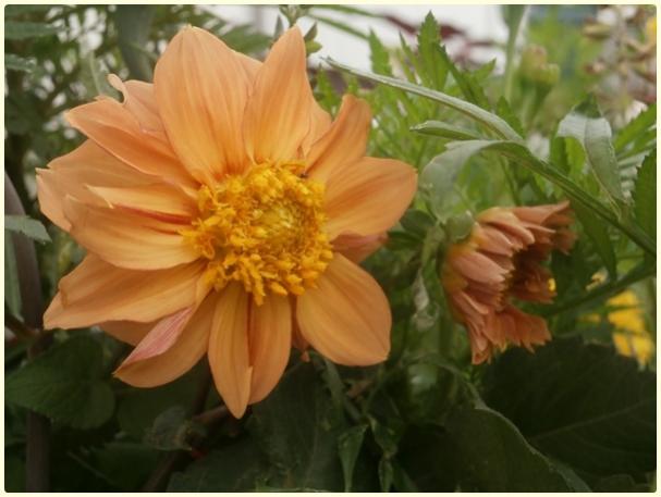 Name:  Yldz iei (Dahlia sp.) (3).jpg
Views: 357
Size:  36.5 KB