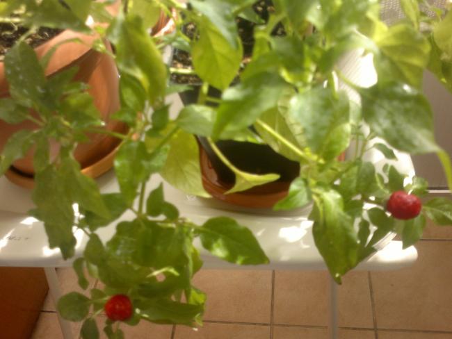 Name:  121020165460.jpg
Views: 298
Size:  37.5 KB
