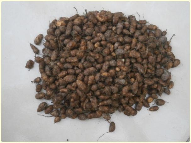 Name:  Yer Bademi 'chufa' (Cyperus esculentus) - rn (3).jpg
Views: 951
Size:  35.9 KB