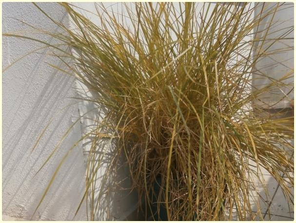 Name:  Yer Bademi 'chufa' (Cyperus esculentus) - hasat zaman.jpg
Views: 1083
Size:  62.5 KB