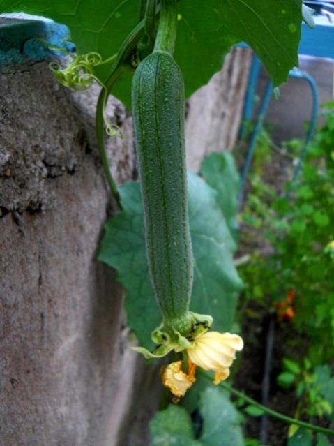 Name:  DSCN9394.jpg
Views: 196
Size:  40.8 KB