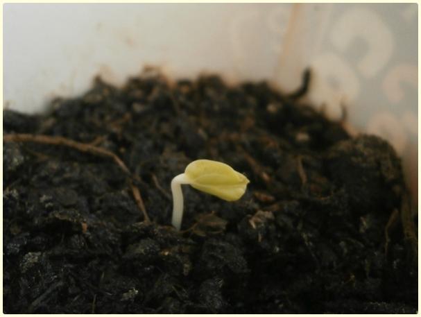 Name:  Glhatmi (Alcea rosea).jpg
Views: 357
Size:  25.5 KB