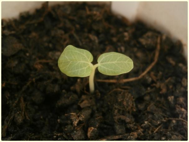 Name:  Glhatmi (Alcea rosea) (2).jpg
Views: 459
Size:  29.4 KB