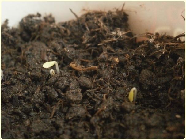 Name:  Hsnyusuf iei (Dianthus barbatus).jpg
Views: 473
Size:  40.2 KB