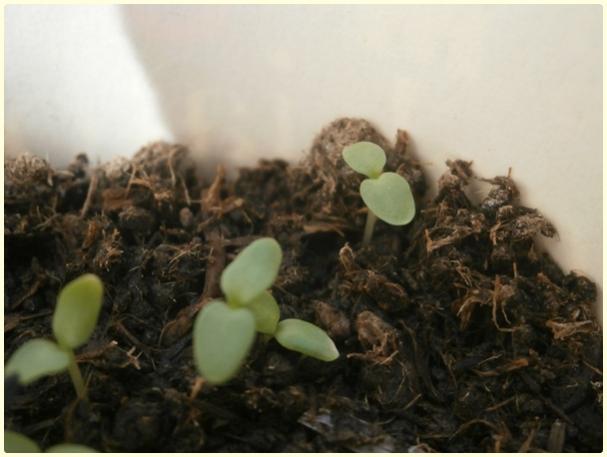 Name:  Hsnyusuf iei (Dianthus barbatus) (2).jpg
Views: 370
Size:  32.4 KB