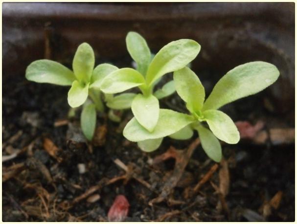 Name:  Hsnyusuf iei (Dianthus barbatus) (3).jpg
Views: 396
Size:  33.6 KB