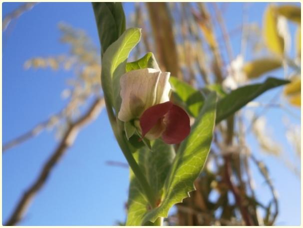 Name:  Benekli Gkova Bezelye (Pisum sativum) - iek.jpg
Views: 295
Size:  29.2 KB