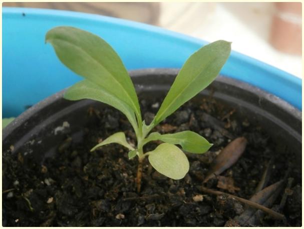 Name:  ebboy (Erysimum, Matthiola).jpg
Views: 290
Size:  31.9 KB