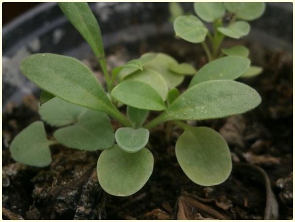 Name:  ebboy (Erysimum, Matthiola) (2).jpg
Views: 399
Size:  30.9 KB