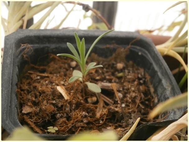 Name:  Krmz Karanfil (Dianthus sp.).jpg
Views: 323
Size:  40.5 KB