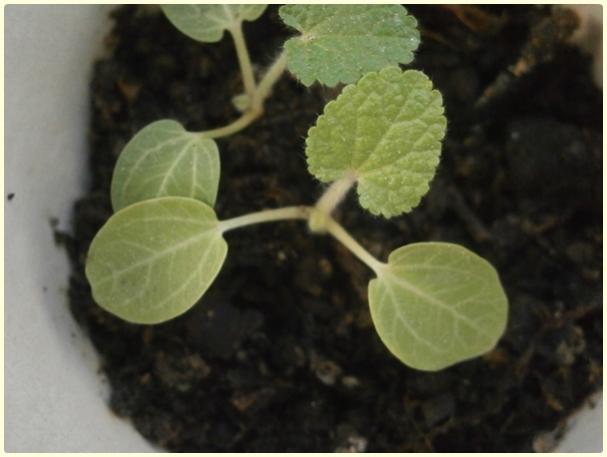 Name:  Glhatmi (Alcea rosea) (3).jpg
Views: 405
Size:  29.0 KB