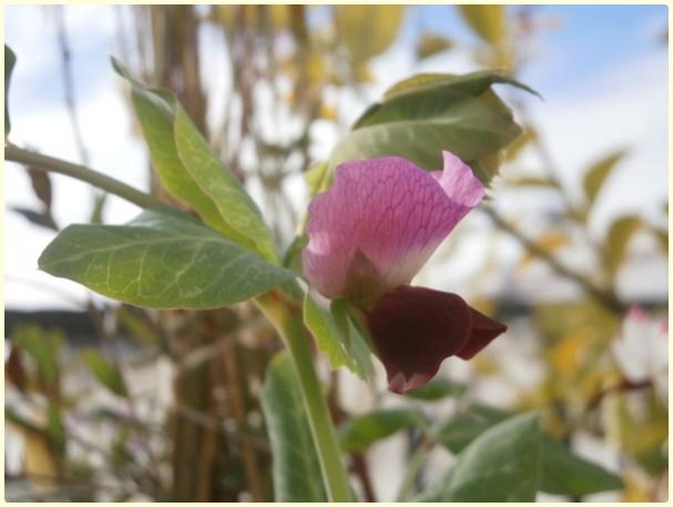 Name:  Benekli Gkova Bezelye (Pisum sativum) - iek (2).jpg
Views: 320
Size:  31.3 KB