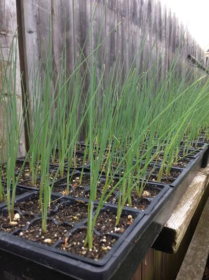 Name:  hardening-off-seedlings-gh-ii.jpg
Views: 706
Size:  42.8 KB