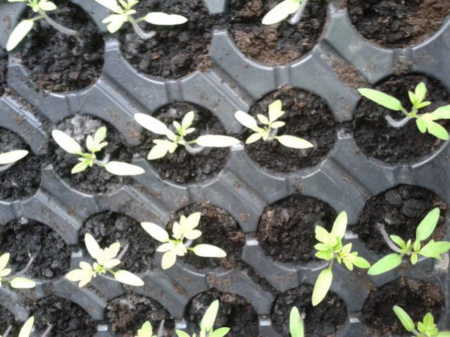 Name:  20170310_114614.jpg
Views: 818
Size:  63.7 KB